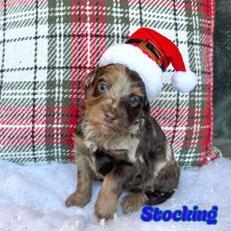 Stocking - Chocolate merle male Bernedoodle puppy in Banner Elk, North Carolina from Walnut Tree Bernedoodles