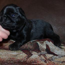 Rudolph - Black and tan male Brussels Griffon puppy in Huntsville, Alabama from Tammy's Brussels