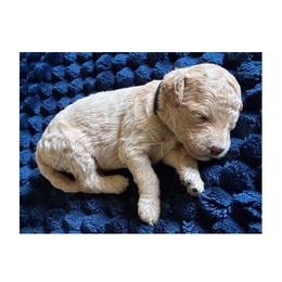 B2 (black) - Apricot male Goldendoodle puppy in Ankeny, Iowa from Iowadoodles2love