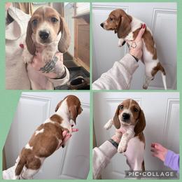 Pie dapple male - Dapple male Dachshund puppy in Madison, Wisconsin from SK Miniature   Dachshunds