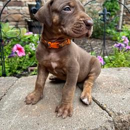 Orange collar - Chocolate female Great Dane puppy in Corsica, Pennsylvania from Ferguson Family Danes LLC