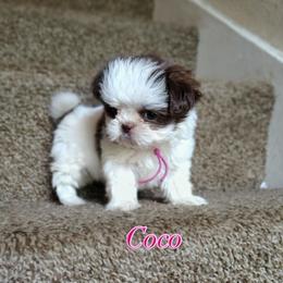 Coco - Liver and white female Shih Tzu puppy in Cordova, Tennessee from TrueLine kennels