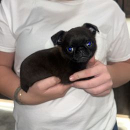 Willy - Black male Brussels Griffon puppy in Jay, Oklahoma from Butler Brussels Griffon