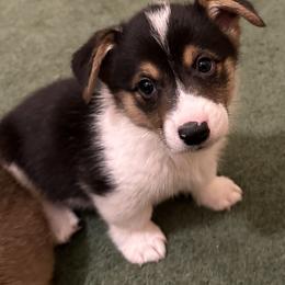 Boy 4 - Black and tan Pembroke Welsh Corgi puppy in Strasburg, Colorado from M and B Corgis