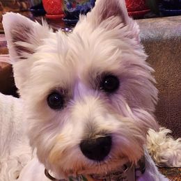 Josie - West Highland White Terrier