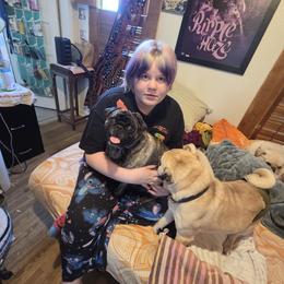 Pug All Grown Up from Kapelac's Royal Pugs