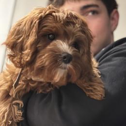 Bernedoodles and Cavapoos from Main Street Bernedoodles