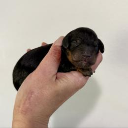 Ganache - Black and tan male Cavapoo puppy in Spokane, Washington from Treasured Cavaliers of the Pacific Northwest