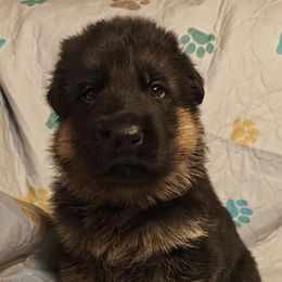 Red male - Black and red male German Shepherd puppy in Rockfield, Kentucky from Cheveyo German Shepherds