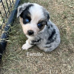 Monica-Light Purple - Blue merle Australian Shepherd puppy in Guthrie, Oklahoma from Robertson’s Aussies