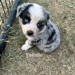 Monica-Light Purple - Blue merle Australian Shepherd puppy in Guthrie, Oklahoma from Robertson’s Aussies
