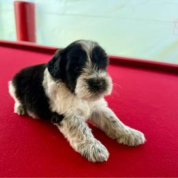 Girl 2 - Parti female Miniature Schnauzer puppy in Charlotte, North Carolina from Marley’s Babies