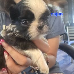 Cajun - Black and white male Shih Tzu puppy in Green Valley Lake, California from All American Shih Tzu Puppies