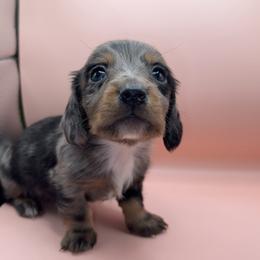 Salem - Dapple male Dachshund puppy in Barstow, California from Kindle & Burrow Dachshunds