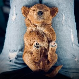 Poodle Puppies from Reuter Clan Poodles