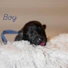 Royal - Black brindle male Dutch Shepherd puppy in Auburn, Georgia from Faberge Hollandse Herdershond