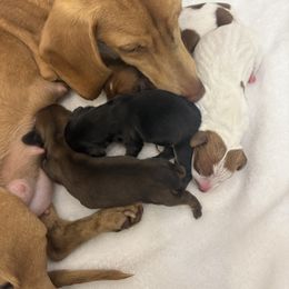 Penelope - Black and tan female Dachshund puppy in Clarksville, Virginia from K&C Miniature Dachshunds