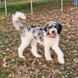 Poppy - Blue merle female Bernedoodle puppy in Savannah, Missouri from Rose Creek Mini Aussies and doodles