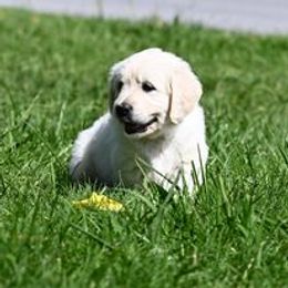 Golden Retriever Puppies from Smokey Mountain English Goldens