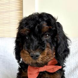 Pickles - Phantom male Goldendoodle puppy in South Jordan, Utah from Daybreak Doodles