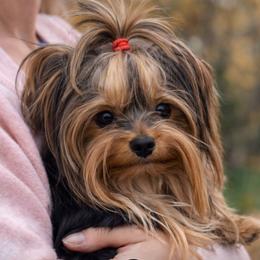 Bougie - Yorkshire Terrier