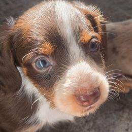 Gryphon - Chocolate and tan male Dachshund puppy in Willard, Utah from Simply Sharing Love