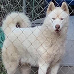 Shetland Sheepdogs and Siberian Huskies from Nancy Barger's Siberian Huskies