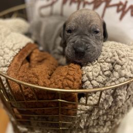 Blue Brindle Boy - Blue male Great Dane puppy in Kimball, Michigan from Starlight Danes