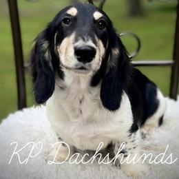 Rocky (Russian Import) - Dachshund