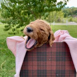 Labradoodle and Poodle Puppies from PawfectBud