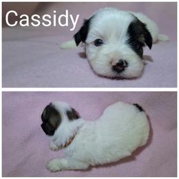 Cassidy - Parti female Lhasa Apso puppy in Cincinnati, Ohio from Shangri-La Lhasa Apsos