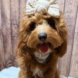 Minnie - Cavapoo