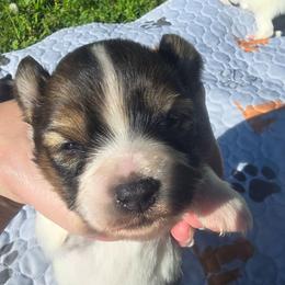 SUNNY - White and sable male Papillon puppy in Hollister, Missouri from Swan Creek Kennel