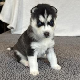 Blaire (Light Pink) - Black and white female Siberian Husky puppy in Ellijay, Georgia from Appalachian Siberians LLC