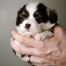 Frank - Black and tan male Pembroke Welsh Corgi puppy in South Otselic, New York from Ridge Top Corgis