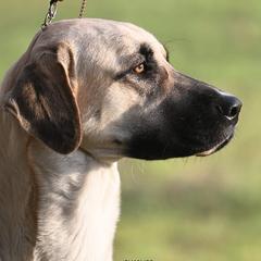 Anatolian Shepherd Dogs and Dachshunds from LaBrosa Kennels