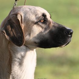 Anatolian Shepherd Dogs and Dachshunds from LaBrosa Kennels