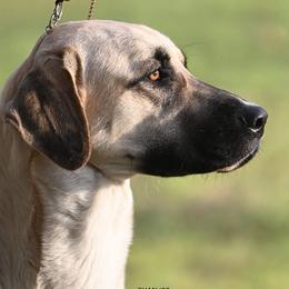 Anatolian Shepherd Dogs and Dachshunds from LaBrosa Kennels