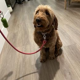 Indy - Goldendoodle
