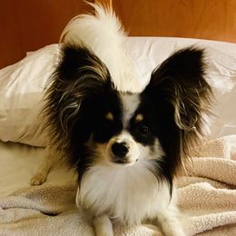 Chandra - Papillon