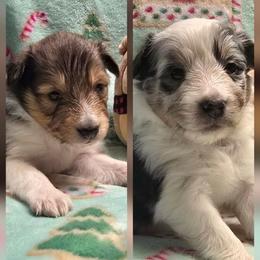 Shetland Sheepdog puppies from Willow Rayne shelties and more