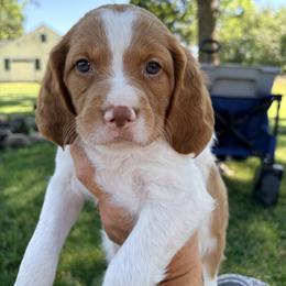 Brittany Puppies from Double K Brittanys