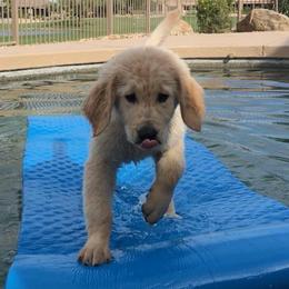 Golden Retriever, Goldendoodle, and Sheepadoodle Puppies from Guppy Puppies