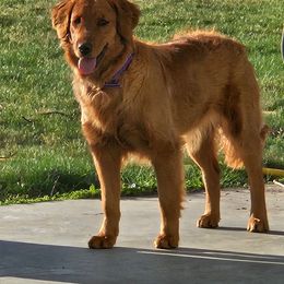 London - Golden Retriever