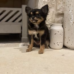 Rico - Black and red male Chihuahua puppy in Baytown, Texas from ChainReignKennels