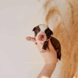Mint boy - Chocolate male Australian Labradoodle puppy in Syracuse, Indiana from The Doodle Cove