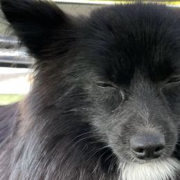 Pomeranians, Pomskies, and Siberian Huskies from Mount Hope Siberians