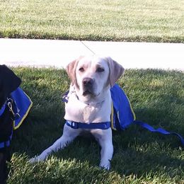 Golden Retrievers from Anela's Goldens