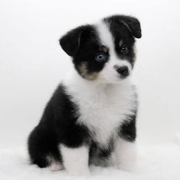 Black Tri Male 1 - Black tri male Miniature American Shepherd puppy in Childress, Texas from Taylor Farms
