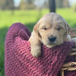 Yellow Boy - Light golden male Golden Retriever puppy in Scio, Oregon from Stackhouse Family Farm